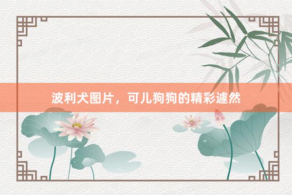 波利犬图片,可儿狗狗的精彩遽然